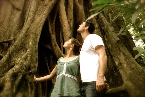 Daintree And Cape Tribulation Full Day Guided Tour - Tweed Heads Accommodation 5