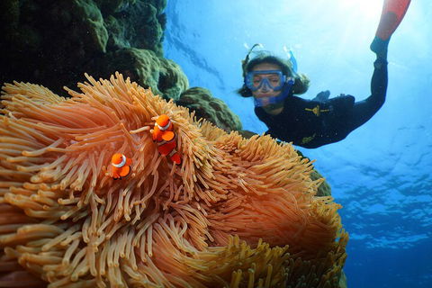 Silversonic Outer Great Barrier Reef Dive And Snorkel Cruise From Port Douglas - Tweed Heads Accommodation 3