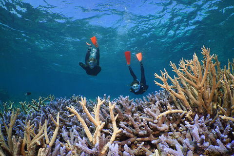 Silversonic Outer Great Barrier Reef Dive And Snorkel Cruise From Port Douglas - Tweed Heads Accommodation 4