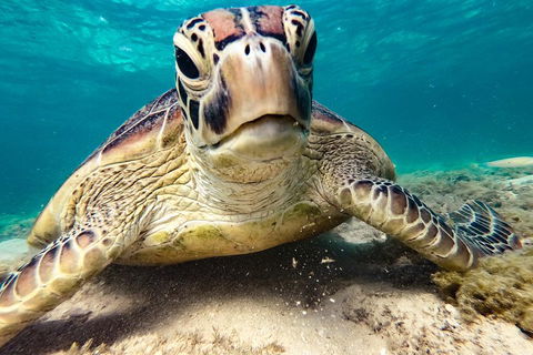 Sail, Snorkel, SUP & Kayak Charter Whitsundays - Tweed Heads Accommodation 0