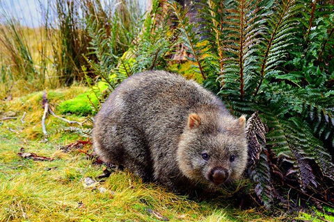 Cradle Mountain National Park Day Tour From Launceston - Tweed Heads Accommodation 0