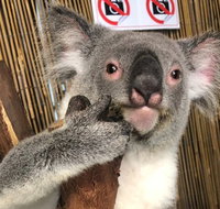 Kuranda Tour Deluxe Course with Kuranda 3 Zoos or Free Course - Tweed Heads Accommodation