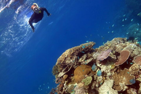 Silverswift Outer Great Barrier Reef Dive And Snorkel Cruise From Cairns - Tweed Heads Accommodation 3