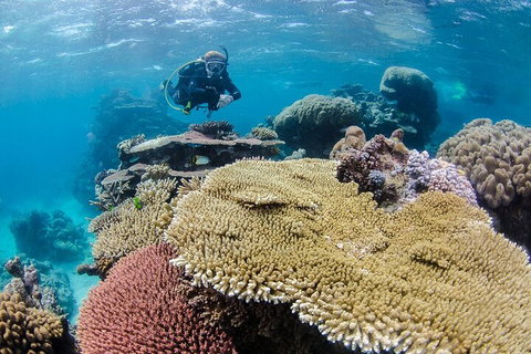 Silverswift Outer Great Barrier Reef Dive And Snorkel Cruise From Cairns - Tweed Heads Accommodation 5