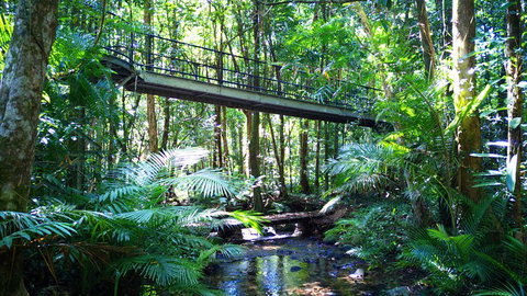 Double Pack-Ancient Rainforest And Waterfalls! - Tweed Heads Accommodation 0