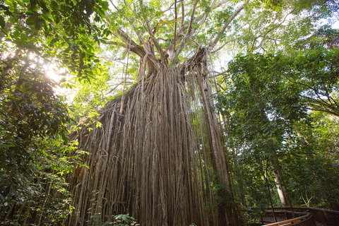 Double Pack-Ancient Rainforest And Waterfalls! - Tweed Heads Accommodation 5