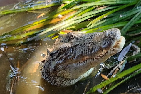 Litchfield Park Adventures And Jumping Crocodile Cruise + Butterfly Farm - Tweed Heads Accommodation 4