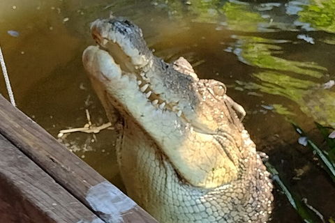 Litchfield Park Adventures And Jumping Crocodile Cruise + Butterfly Farm - Tweed Heads Accommodation 5