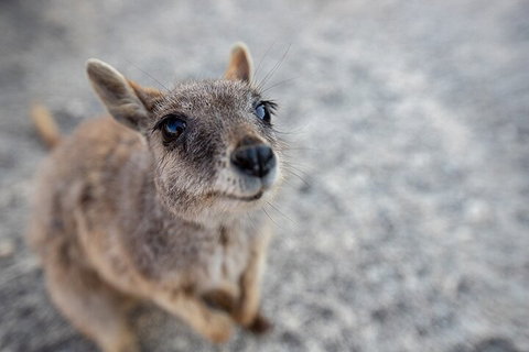 Chillagoe Caves And Outback Day Trip From Cairns - Tweed Heads Accommodation 2
