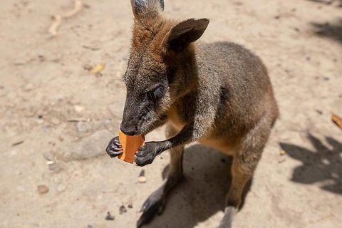 Chillagoe Caves And Outback Day Trip From Cairns - Tweed Heads Accommodation 5