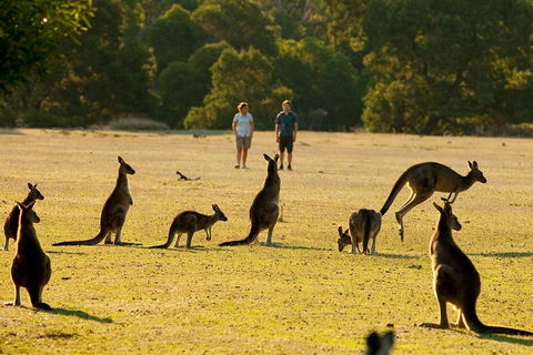 Grampians National Park Small-Group Eco Tour From Melbourne - Tweed Heads Accommodation 4