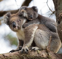 Great Ocean Road Sunset Tour from Melbourne - Tweed Heads Accommodation