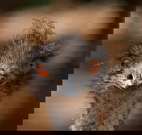 Currumbin Wildlife Sanctuary General Entry Ticket - Tweed Heads Accommodation