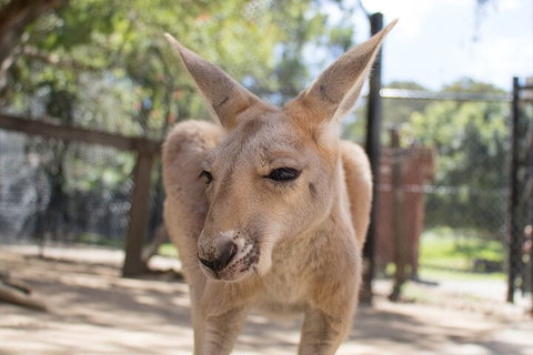 Currumbin Wildlife Sanctuary General Entry Ticket - Tweed Heads Accommodation 2