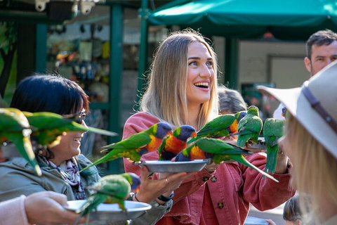 Currumbin Wildlife Sanctuary General Entry Ticket - Tweed Heads Accommodation 3