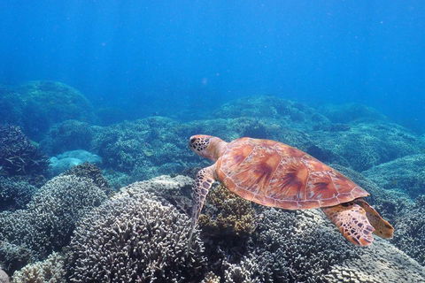 Calypso Outer Great Barrier Reef Cruise From Port Douglas - Tweed Heads Accommodation 2