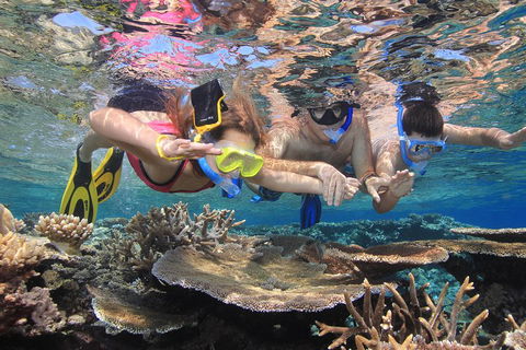 Calypso Outer Great Barrier Reef Cruise From Port Douglas - Tweed Heads Accommodation 3