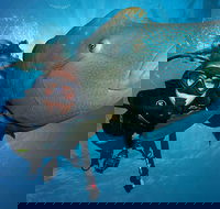 Great Barrier Reef Snorkeling and Diving Cruise from Cairns - Tweed Heads Accommodation