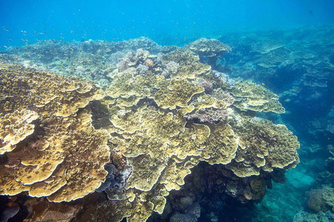 Cruise To Moore Reef Pontoon And Return Helicopter Flight From Cairns - Tweed Heads Accommodation 5