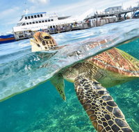 Scenic Helicopter Flight to Moore Reef and Return Snorkeling Cruise from Cairns - Tweed Heads Accommodation