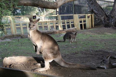 Mt. Wellington, Bonorong And Richmond Day Tour From Hobart - Tweed Heads Accommodation 2