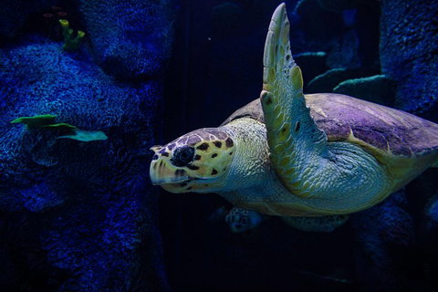 Sydney Attractions Pass: SEA LIFE Aquarium, Sydney Tower Eye, WILD LIFE Zoo And Madame Tussauds - Tweed Heads Accommodation 1