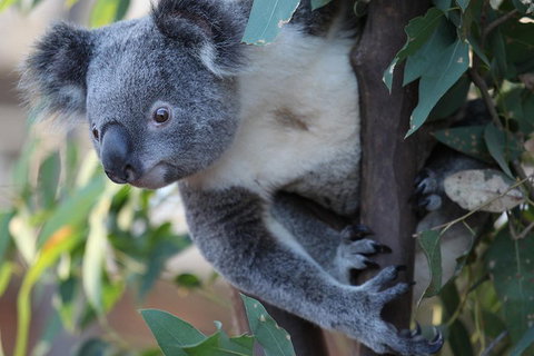 Sydney Attractions Pass: SEA LIFE Aquarium, Sydney Tower Eye, WILD LIFE Zoo And Madame Tussauds - Tweed Heads Accommodation 2