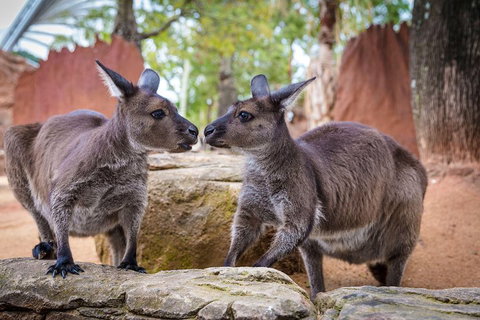 Sydney Attractions Pass: SEA LIFE Aquarium, Sydney Tower Eye, WILD LIFE Zoo And Madame Tussauds - Tweed Heads Accommodation 5