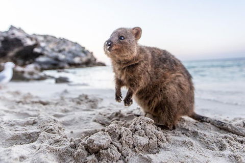 Rottnest Island All-Inclusive Grand Island Tour From Fremantle - Tweed Heads Accommodation 2