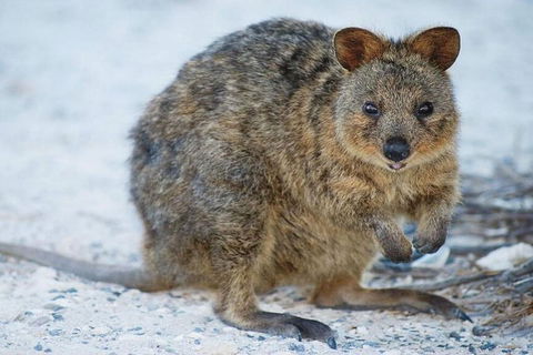 Rottnest Island Bayseeker Day Trip From Perth - Tweed Heads Accommodation 2