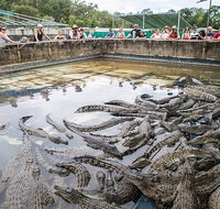 Hartley's Crocodile Adventures Day Trip from Cairns - Tweed Heads Accommodation