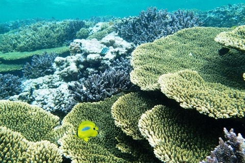 Abrolhos Islands Scenic Flight & Snorkel Adventure From Perth - Tweed Heads Accommodation 4