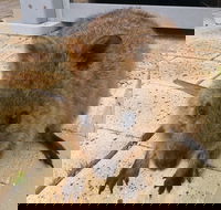 Wave Rock Pinnacles and Rottnest One Day Aeroplane Tour - Tweed Heads Accommodation