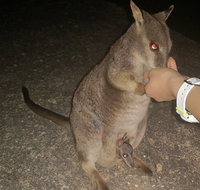 Private Tour to Paronella Park Historic Village Herberton and wild life Wallaby - Tweed Heads Accommodation
