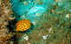 Wave Break Island Scuba Diving On The Gold Coast - thumb 3