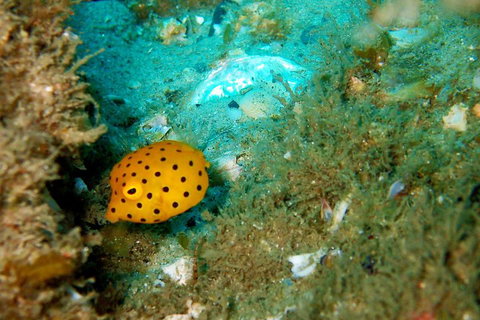 Wave Break Island Scuba Diving On The Gold Coast - Tweed Heads Accommodation 3