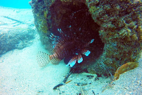 Wave Break Island Scuba Diving On The Gold Coast - Tweed Heads Accommodation 5