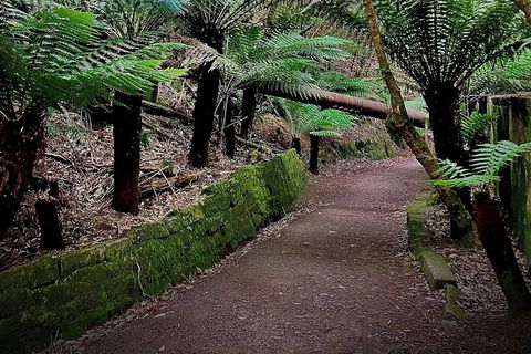 Kunanyi / Mt. Wellington Guided Hiking Tour - Tweed Heads Accommodation 1