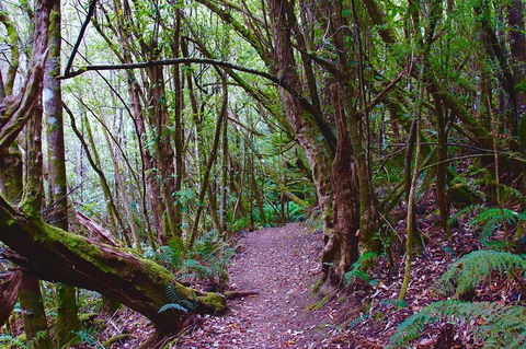 Kunanyi / Mt. Wellington Guided Hiking Tour - Tweed Heads Accommodation 2