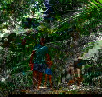 Full Day Daintree Rainforest and Mossman Gorge Tour - Tweed Heads Accommodation