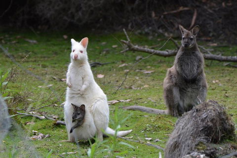 Full-Day Guided Bruny Island Tour From Hobart - Tweed Heads Accommodation 0