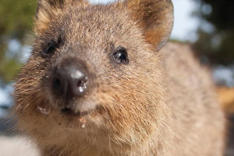 Seaplane Flights Perth To Rottnest Island And Return - Tweed Heads Accommodation 2