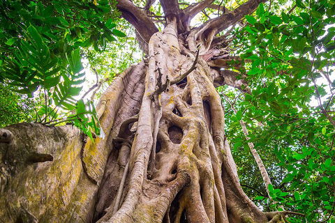 Mossman Gorge Adventure Day - Tweed Heads Accommodation 1