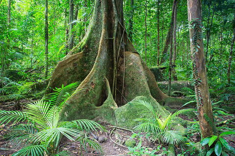 Mossman Gorge Adventure Day - Tweed Heads Accommodation 4
