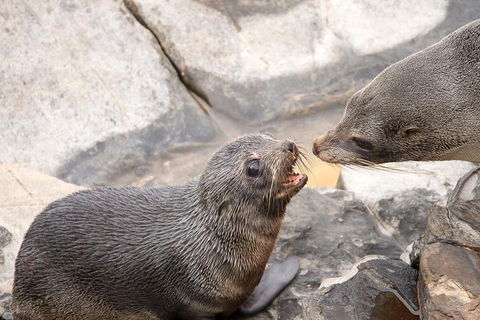 Kangaroo Island Luxury Small Group 'Flinders Chase Focus' Full Day Tour - Tweed Heads Accommodation 2