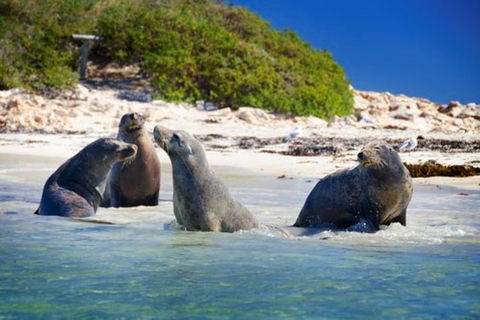 Dolphin, Penguin And Sea Lion Cruise - Tweed Heads Accommodation 0