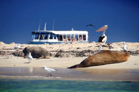 Dolphin, Penguin And Sea Lion Cruise - Tweed Heads Accommodation 1