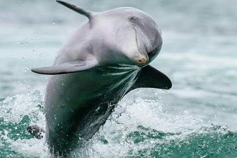 Dolphin, Penguin And Sea Lion Cruise - Tweed Heads Accommodation 2