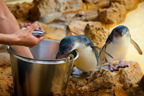 Dolphin, Penguin And Sea Lion Cruise - Tweed Heads Accommodation 3