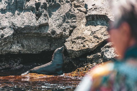 Adventure Rottnest Tour With Ferry & Adventure Cruise From Perth Or Fremantle - Tweed Heads Accommodation 1